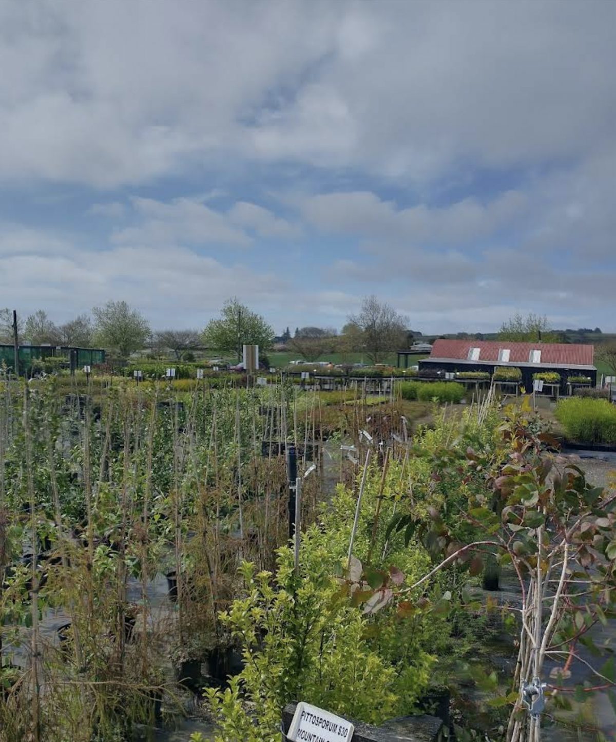 Rows of nursery-grown stock