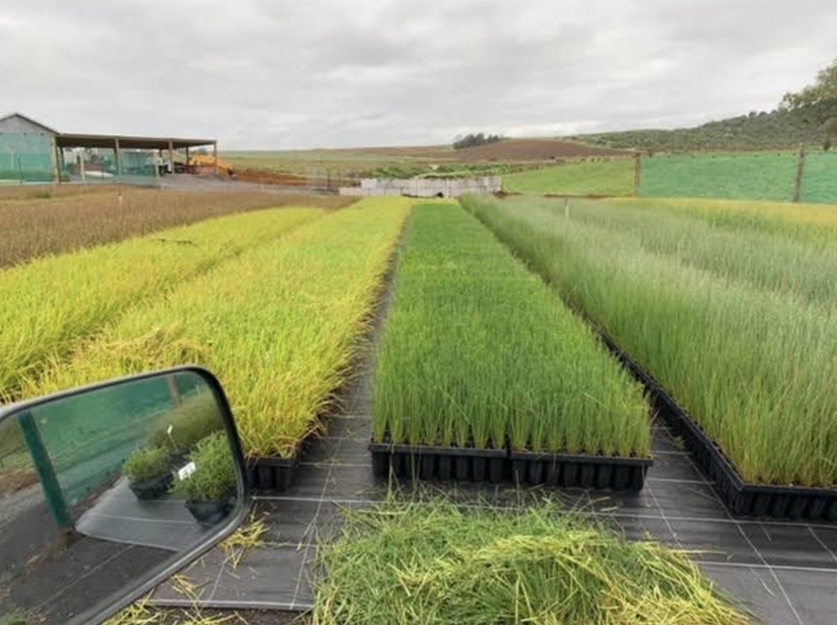 The same kind of site once nursery-grown stock has established