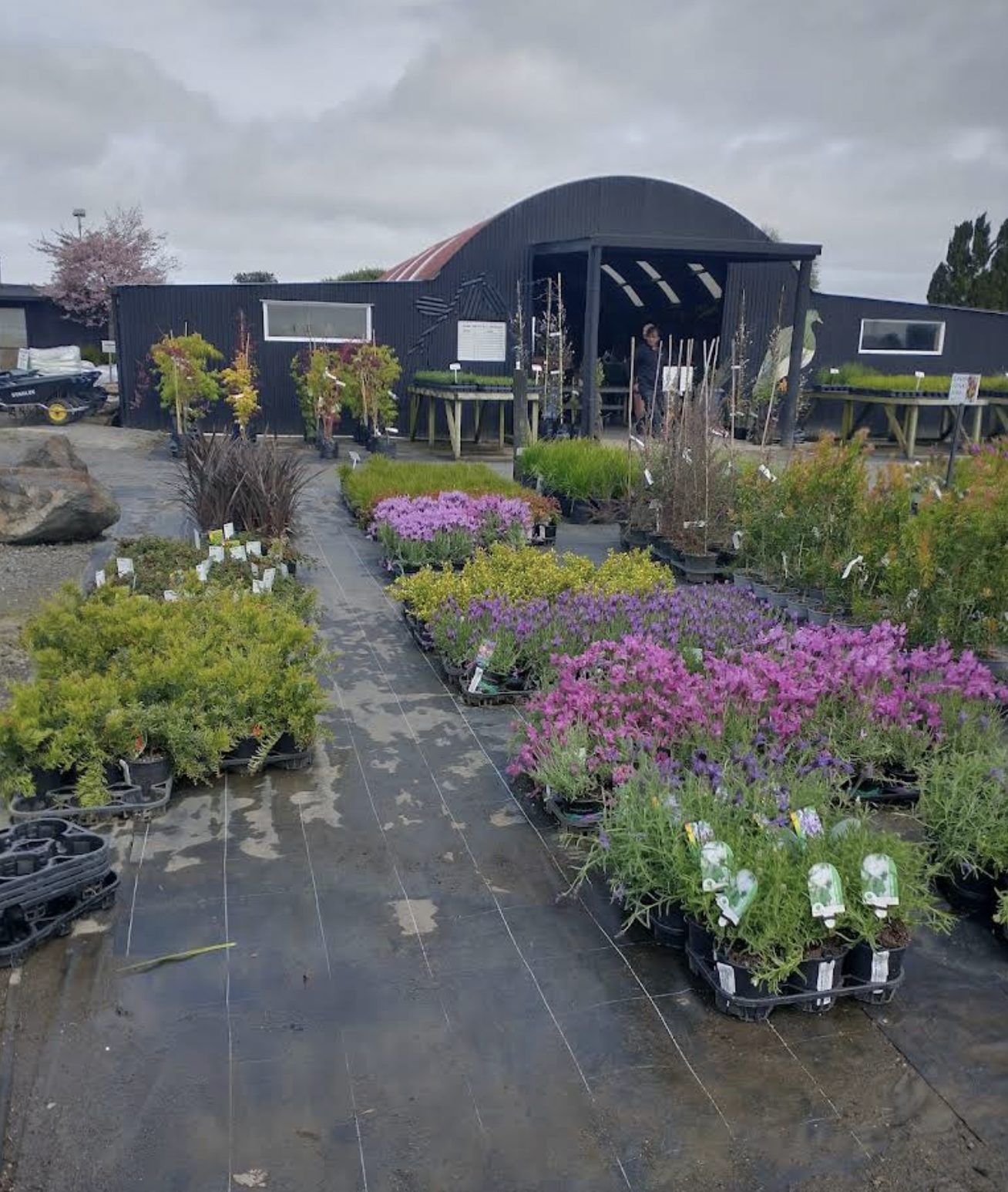 Right plant, right place: how to choose for the spot you actually have
