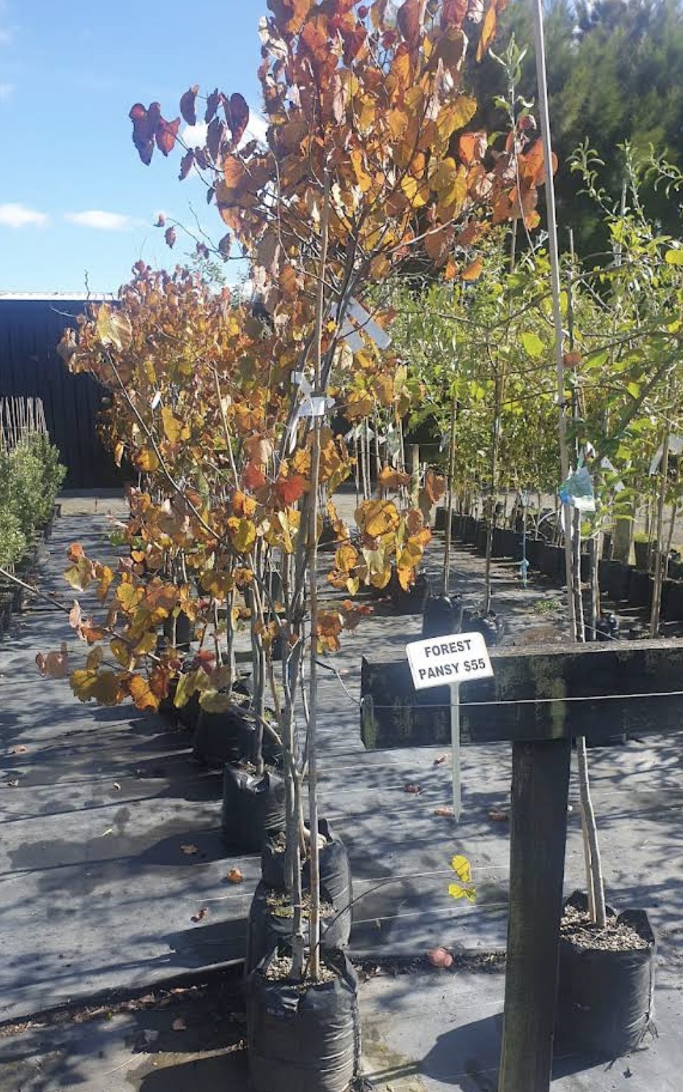 Planting for shelter and screening that holds its density down low