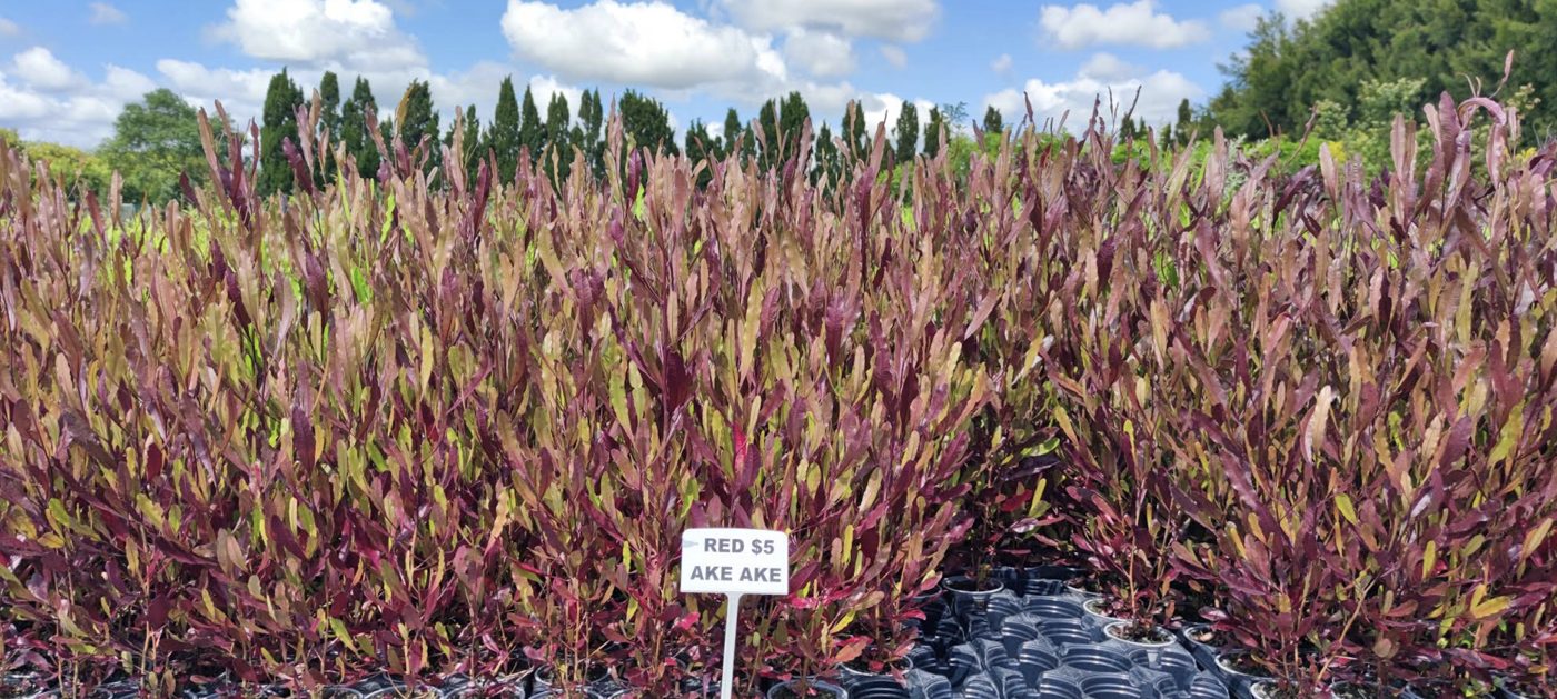 When to plant in Franklin, and how to give new plants the best start