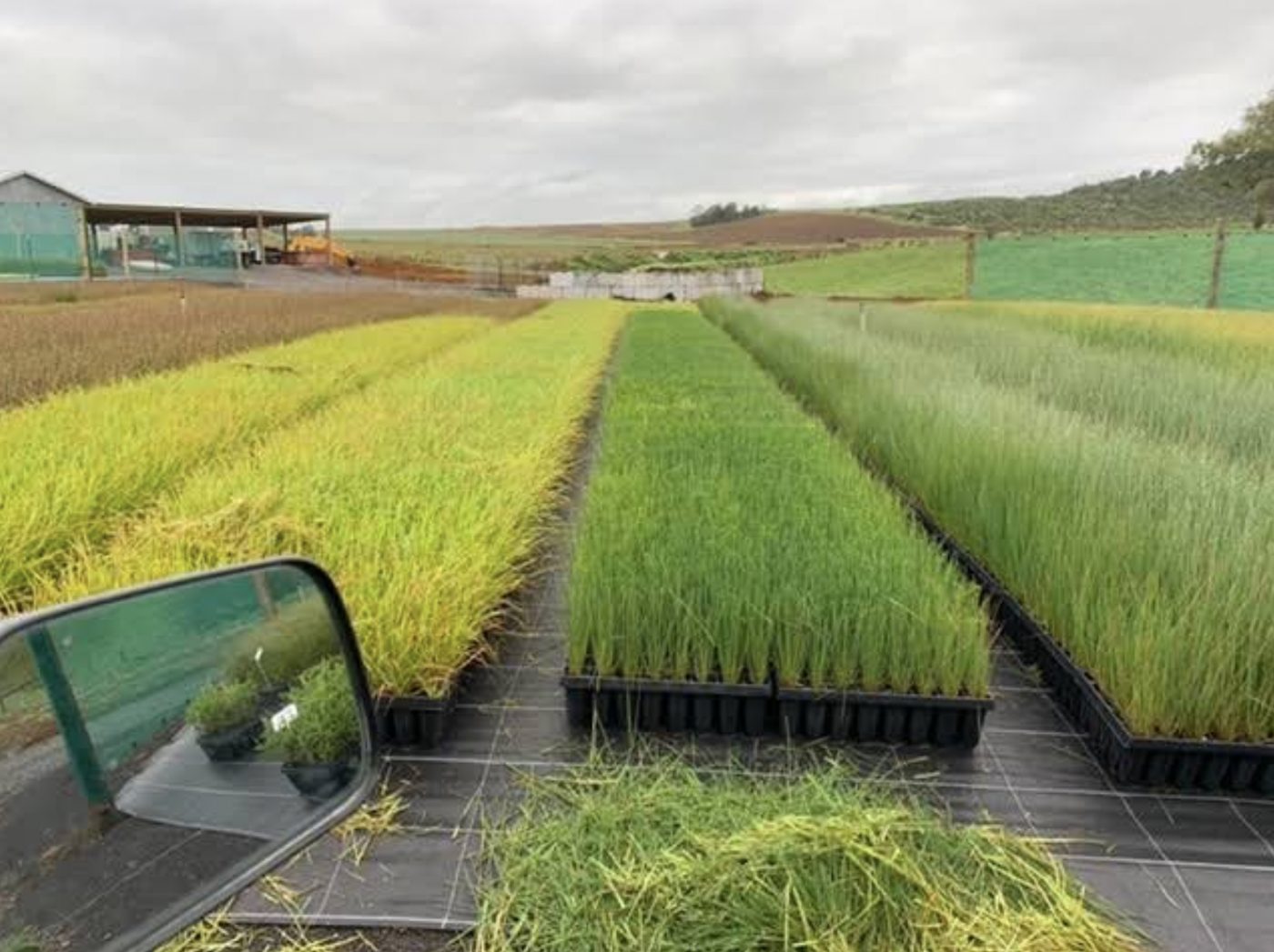 Walking the rows at Farrell's Nursery