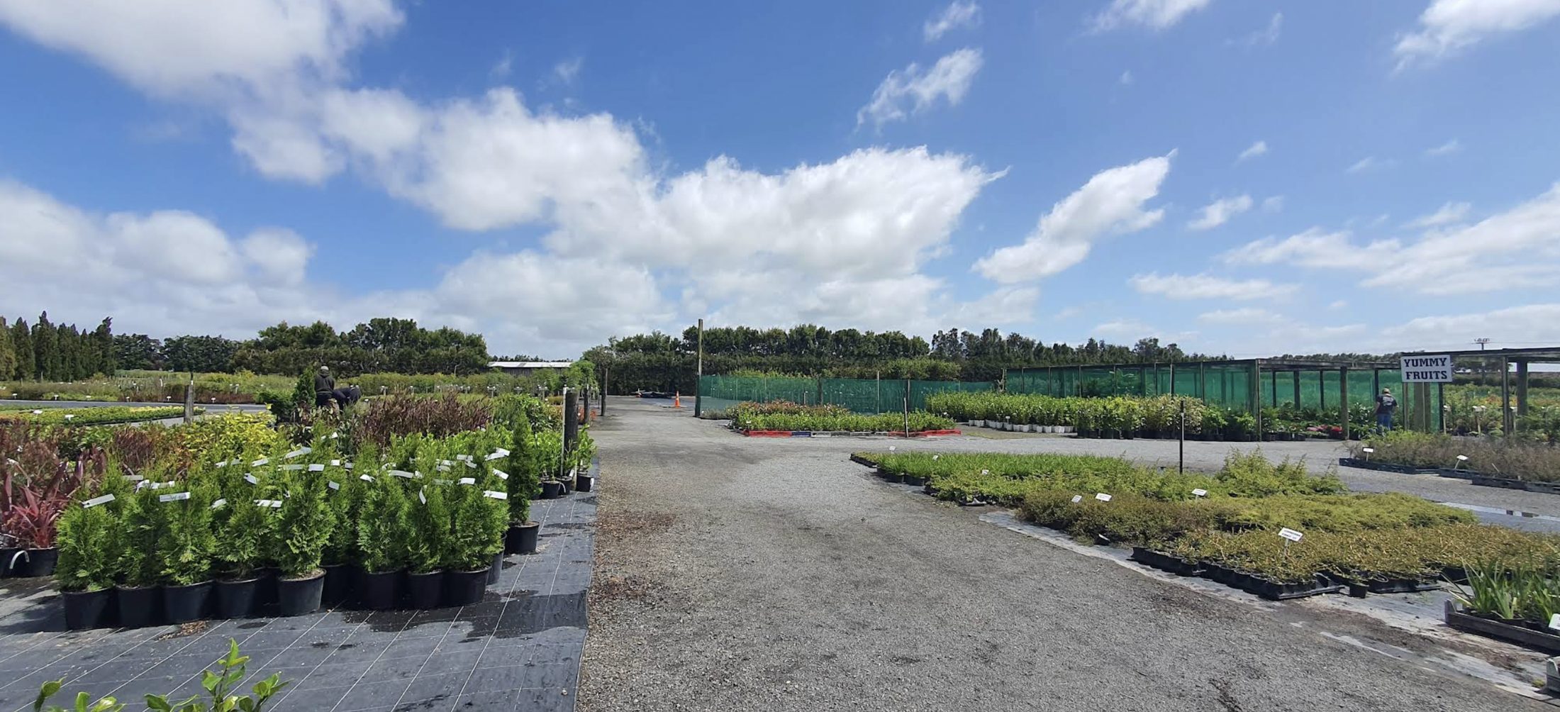 Rows of nursery-grown plants under a wide Franklin sky