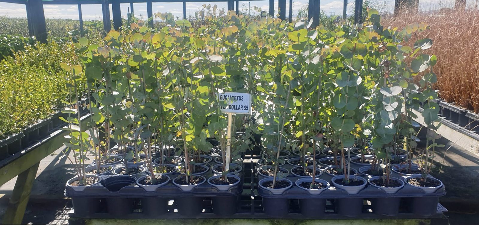 Benches of potted, nursery-grown stock ready to go