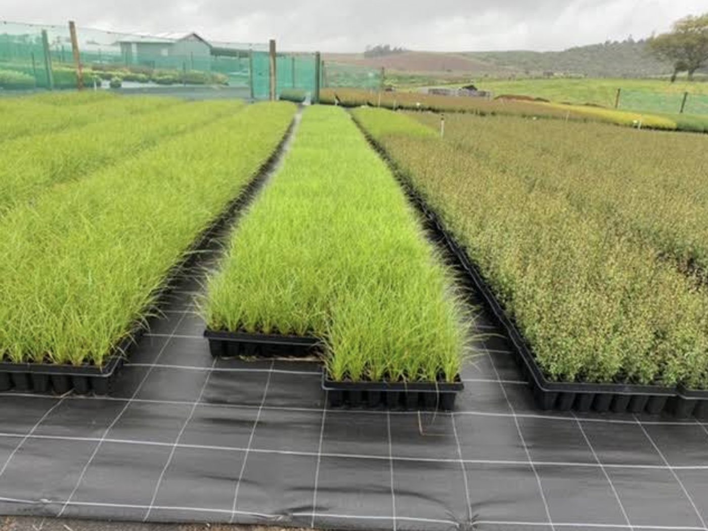 Nursery-grown stock at Farrell's